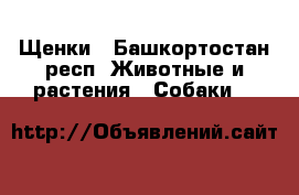 Щенки - Башкортостан респ. Животные и растения » Собаки   